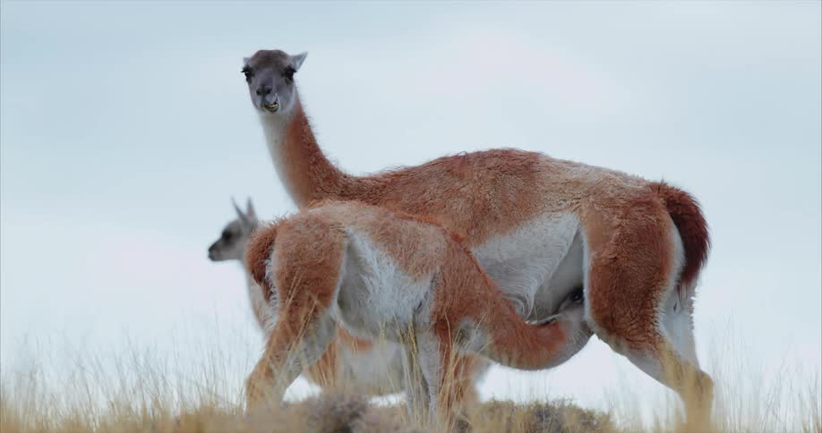 Animals walk and graze