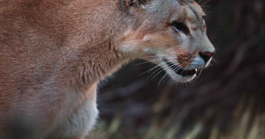 Close up of the head of a cougar walking through the wilderness at daytime