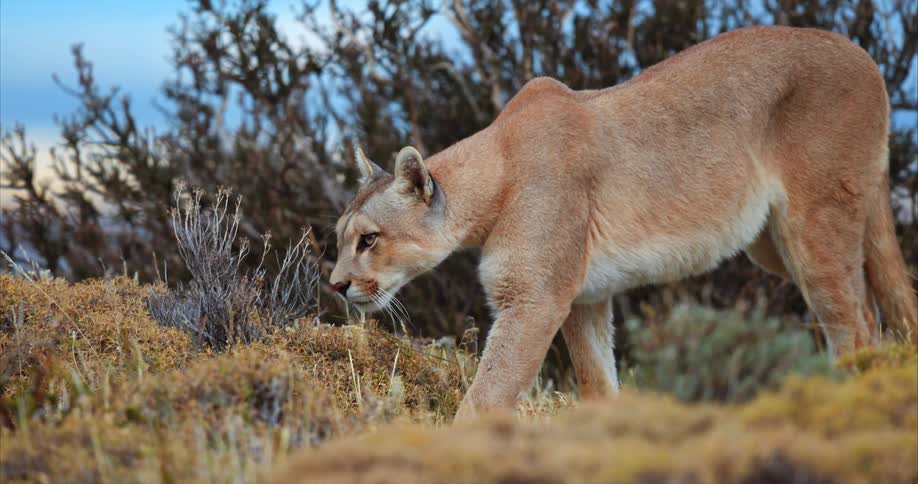 A mountain lion slowly walks outdoors while being alert to its surroundings