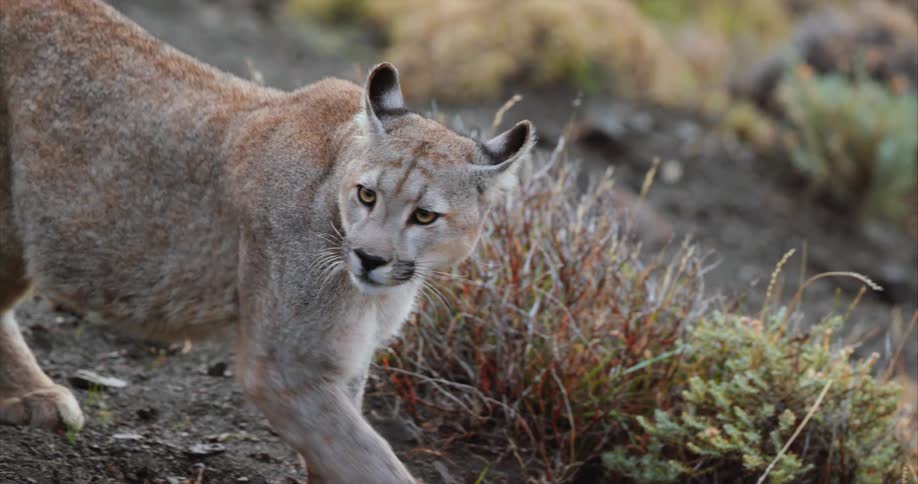 A mountain lion walks down a hillside and turns around in slight apprehension