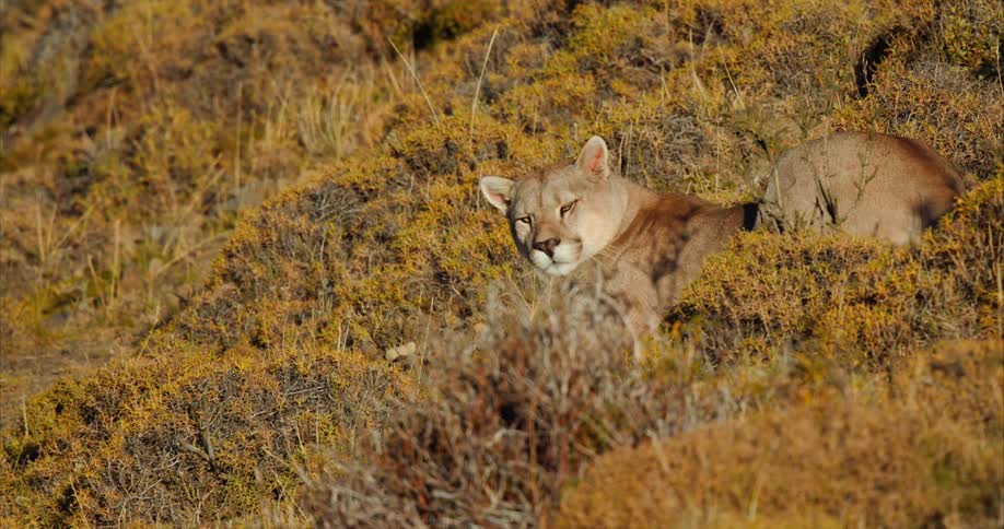 A lioness lying amongst shrubs in nature