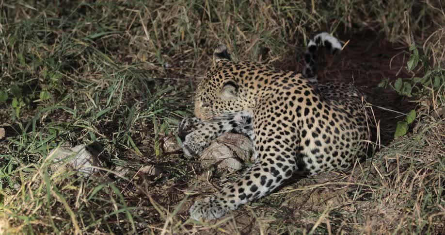 A leopard lying in the grass licks its paws