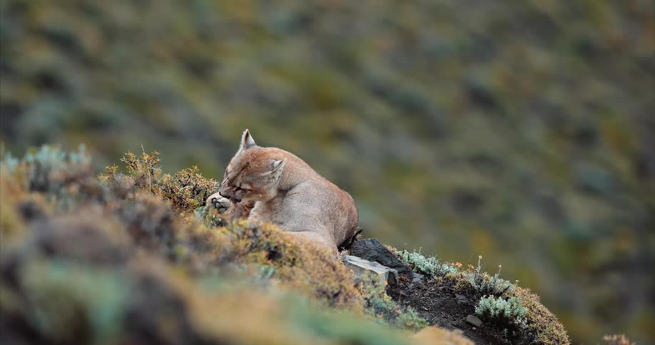 Cougar comfortably sitting on the slopes of a mountain cleaning itself