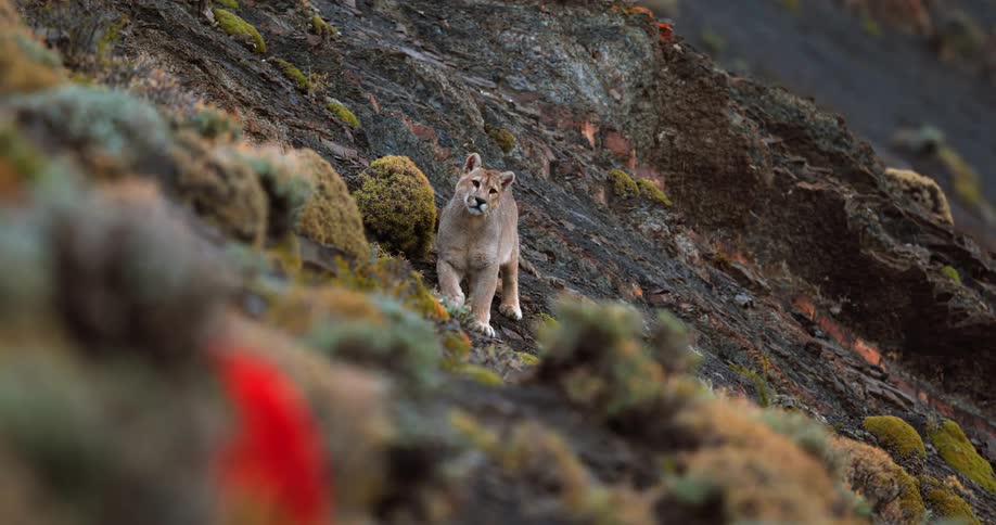 A cougar in the wilderness walking on the slopes of a mountain looking at the camera