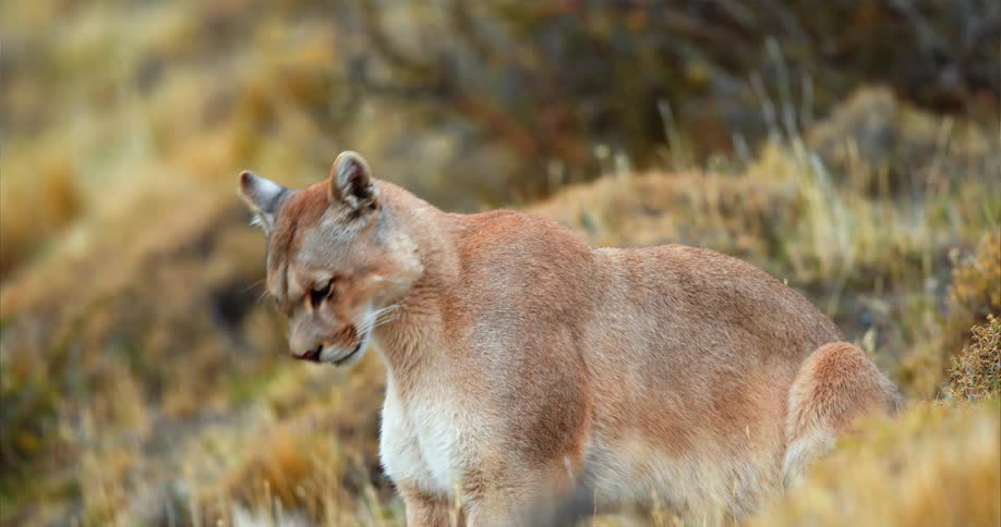 Sitting cougar stands before heading down grassy slope