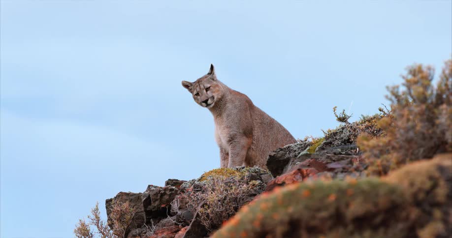 A mountain lion sitting on a rock outdoors
