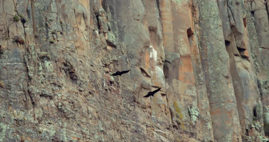 Two black birds fly along a rocky canyon wall in the day