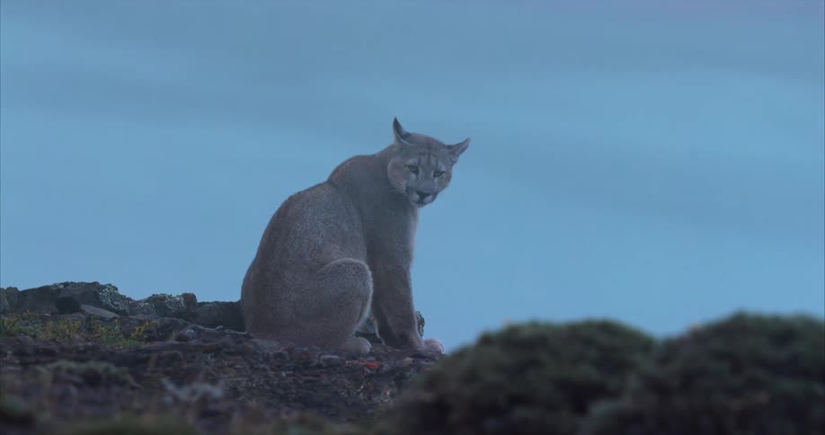 The view is of the nature area and you can see a lion