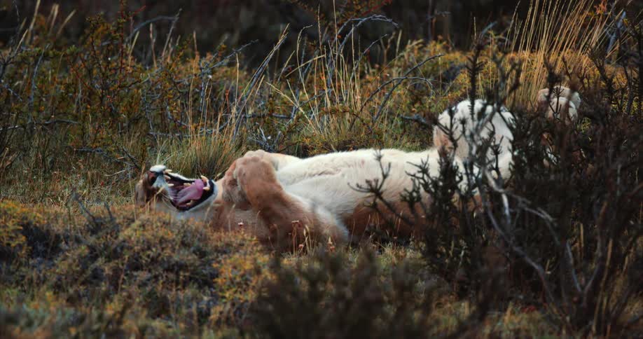 The lion rests in the grass