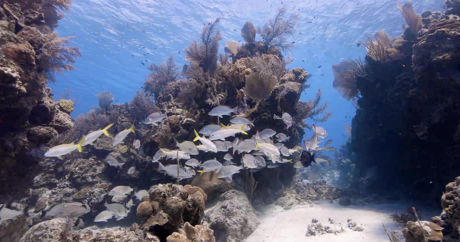 The view is of the ocean and fish are swimming