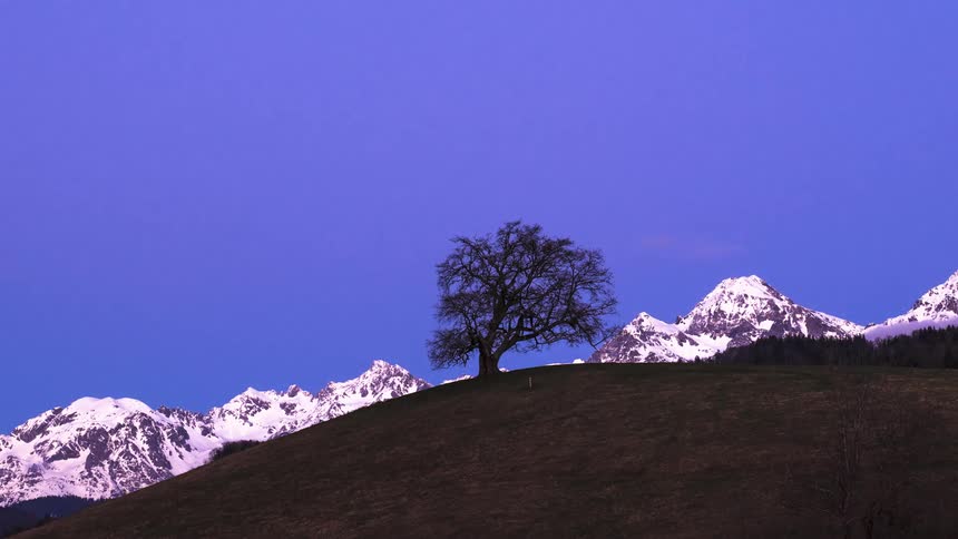 Timelapse footage of the silhouette of a tree in front of the snow covered mountains at evening