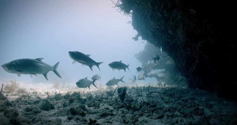 A school of silvercolored fish is swimming underwater next to several large boulders