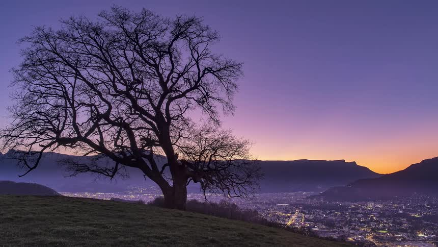 A large tree sits on a hill overlooking a neighborhood