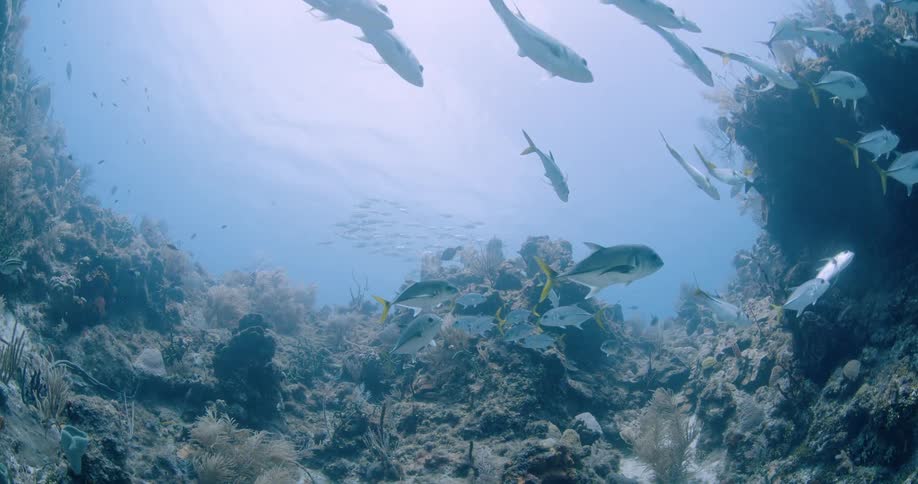 An underwater view of a coral reef with different species of fish swimming around and sunlight reflecting off the surface above