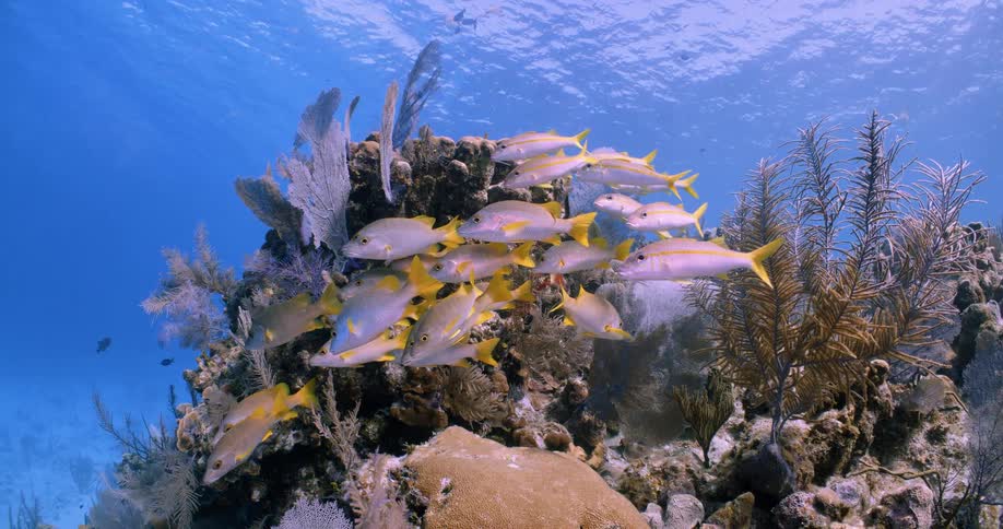 School of tropical fish swimming underwater