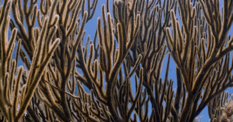 A forest of fuzzy coral sways in the ocean