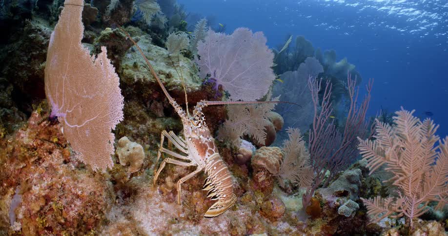 A lobster under water in the ocean near coral reef