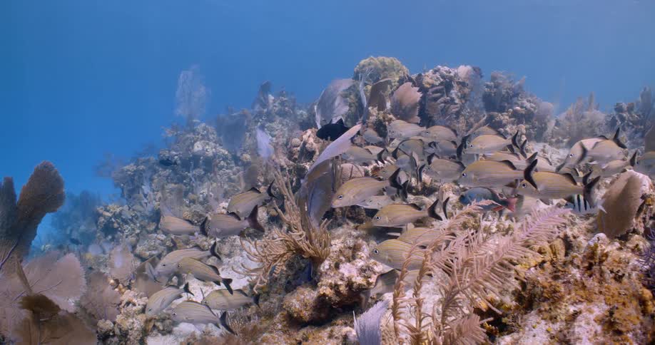 Hundreds of fish swim above the ocean floor