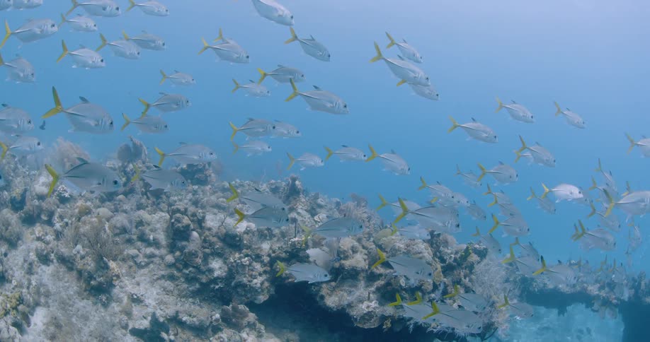 A school of fish are swimming over the seabed as light shines from above