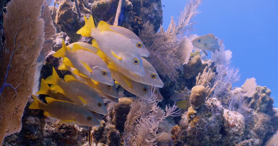 A small group of fish with yellow fins swimming in one spot near a dense coral reef