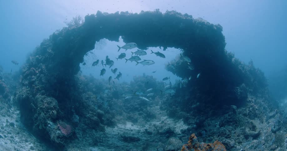 The view is of fish that are swimming under the ocean