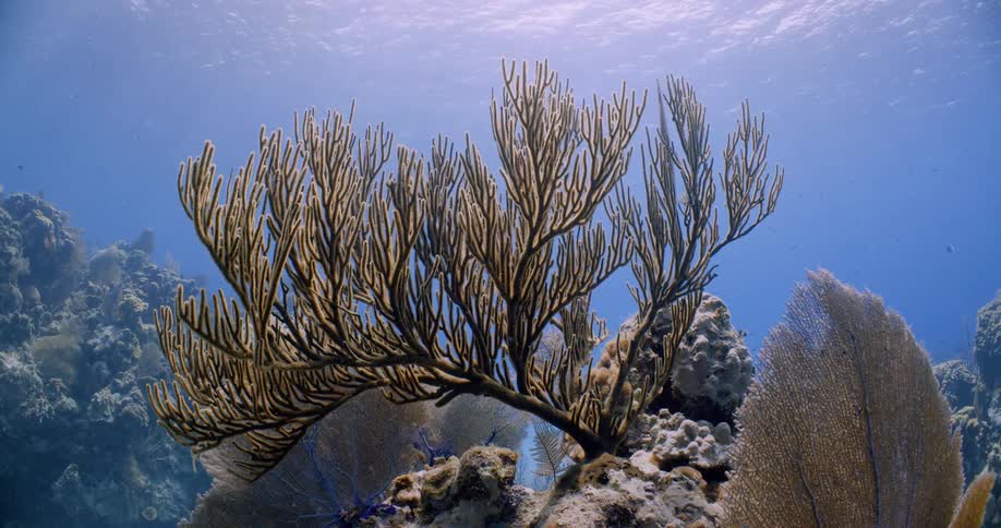 An underwater shot of a coral reef and small fish swimming throughout it