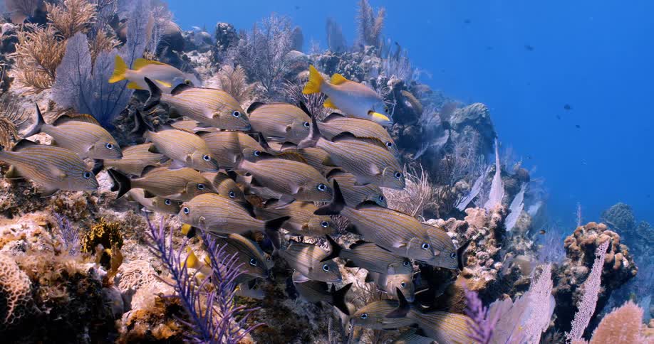 The view is of the ocean area and you can see fish swimming