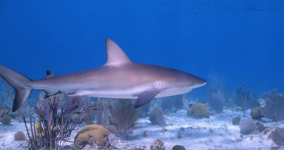 A shark swims over the seabed among coral and underwater vegetation