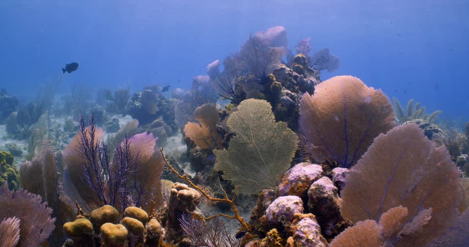 Underwater vegetation and plants along the seabed move and sway as a fish swims in the distance and rays of sunlight shine from above