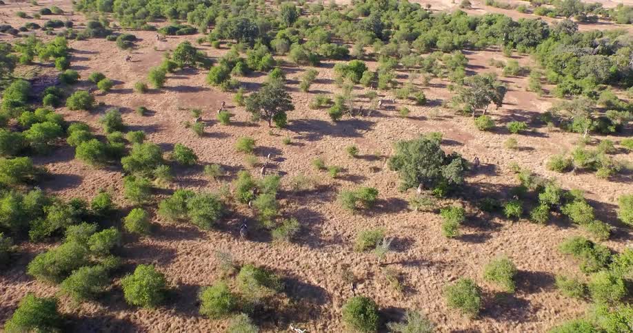 A herd of animals run through the trees across plains