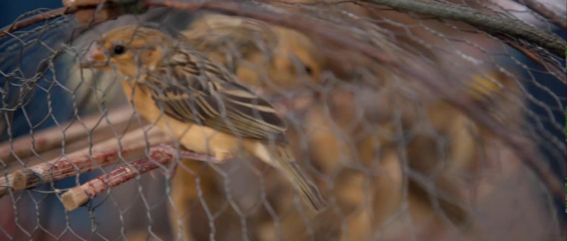 Birds sit inside a wire cage