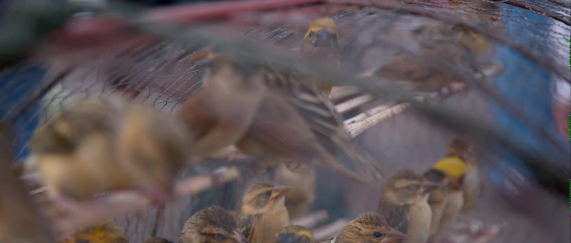 Birds sit inside a wire cage