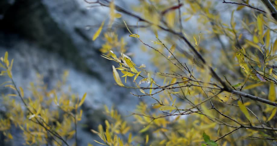 Leaves are shown in the sunlight