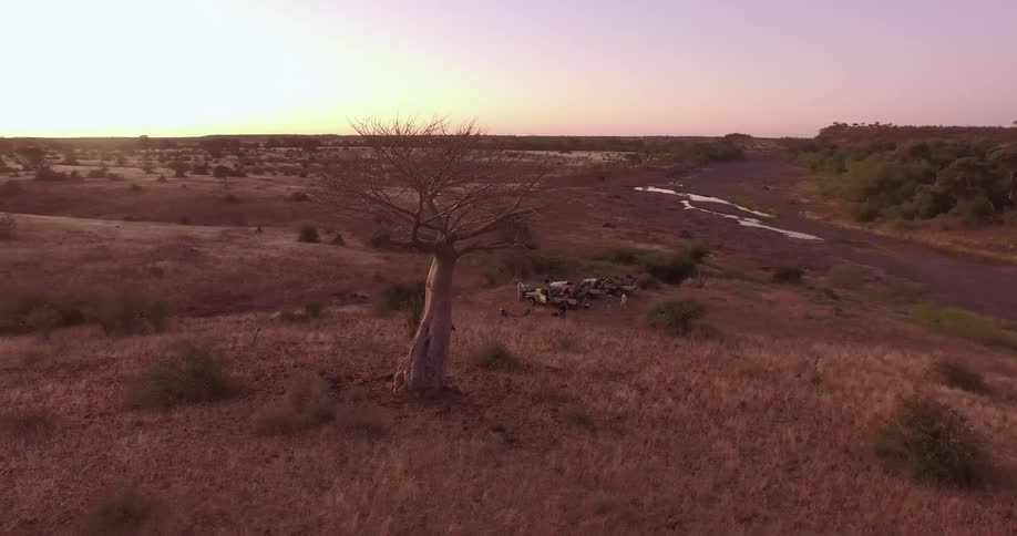 A lone tree stands in the middle of a savannah