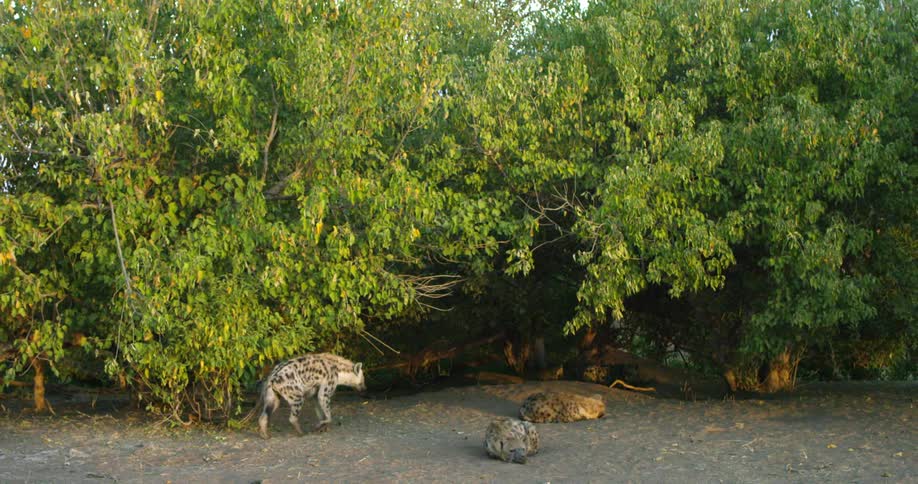 A hyena walks over towards it's group