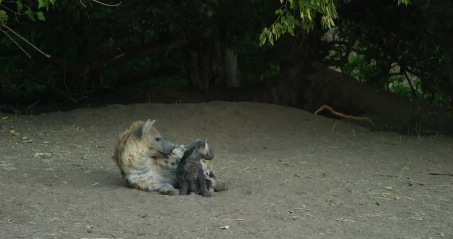 Adult hyena with a younger one lying in the dirt