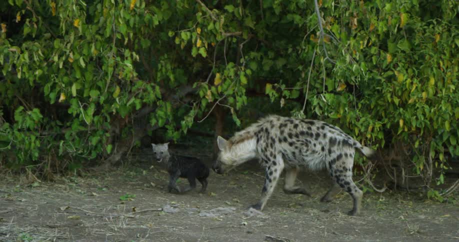 A hyena and its cub walk into the woods