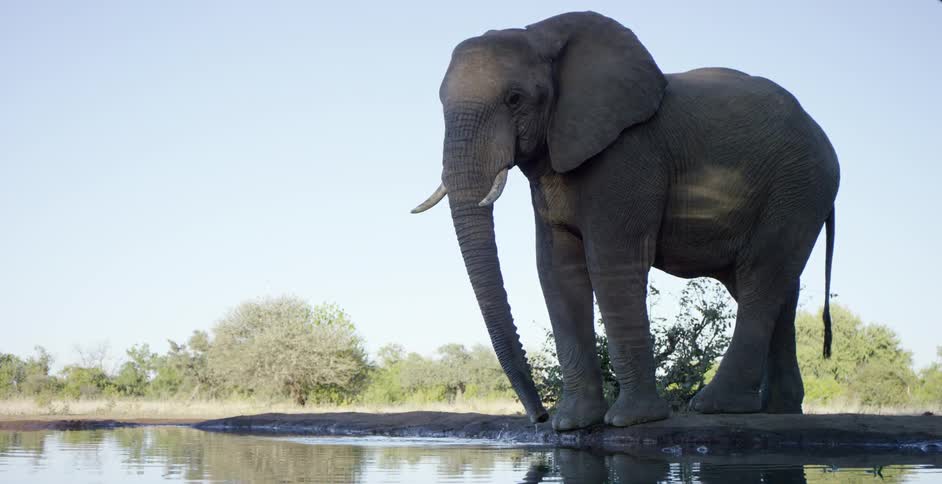 Elephant drinks out of a lake