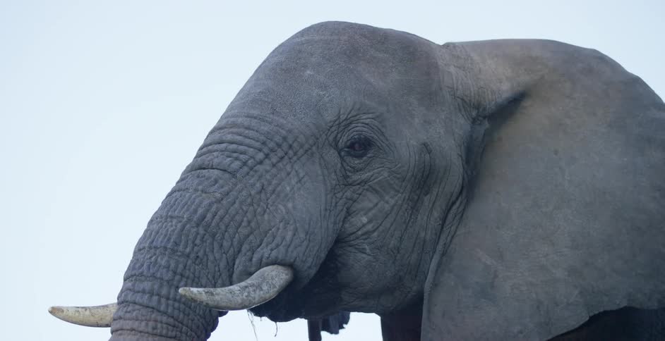 Close-up of an elephant drinking some water