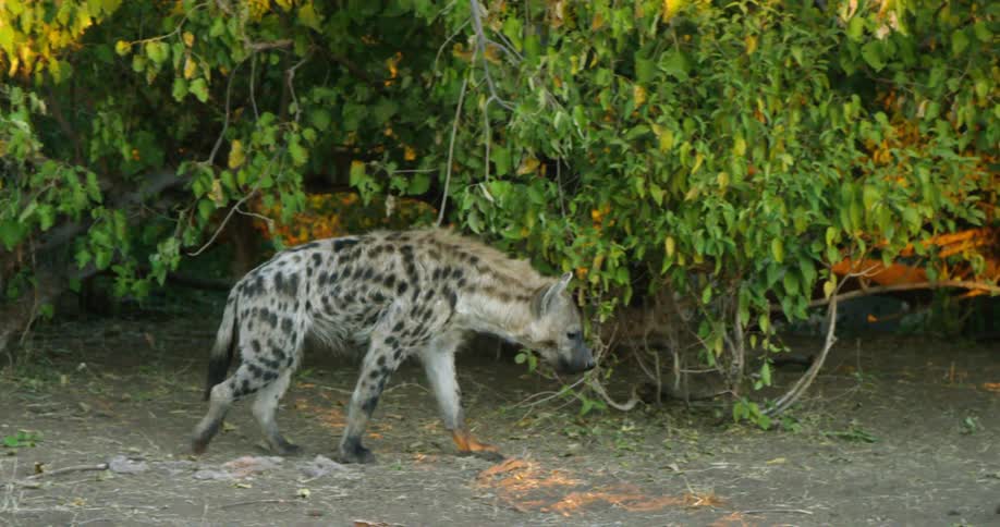 A hyena walks beside trees to another hyena lying on the ground