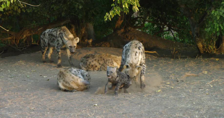 A small group of hyenas play next to the woods