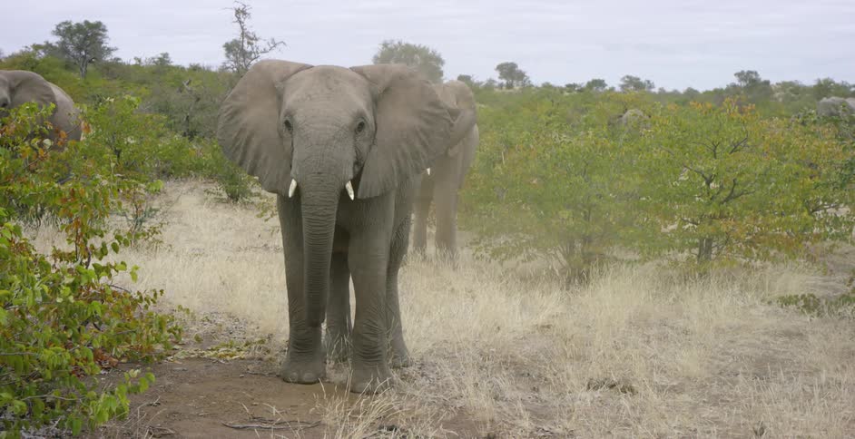 Several elephants stand in tall grass