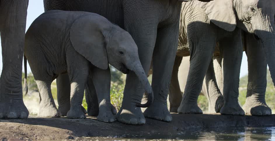 A baby elephant stands by its parent and other elephants