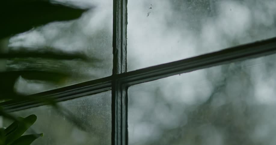 View of trees in a forest on a rainy day through a farmhouse window with wooden panes