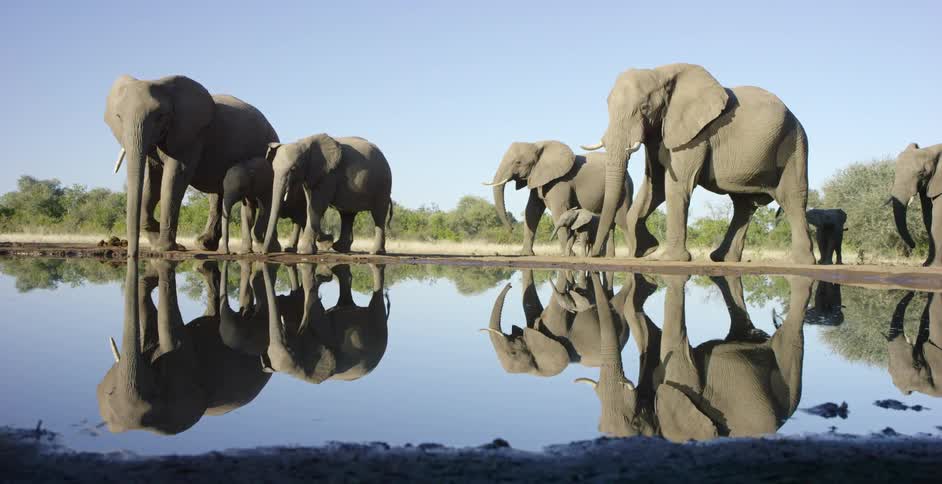A herd of elephants walk up to a pool of water