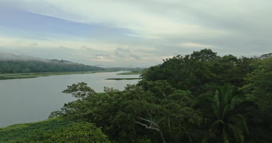 Aerial view of a forest near a river is displayed