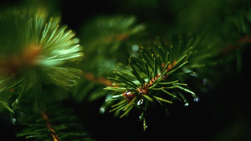 Close up view of pine tree is displayed at night