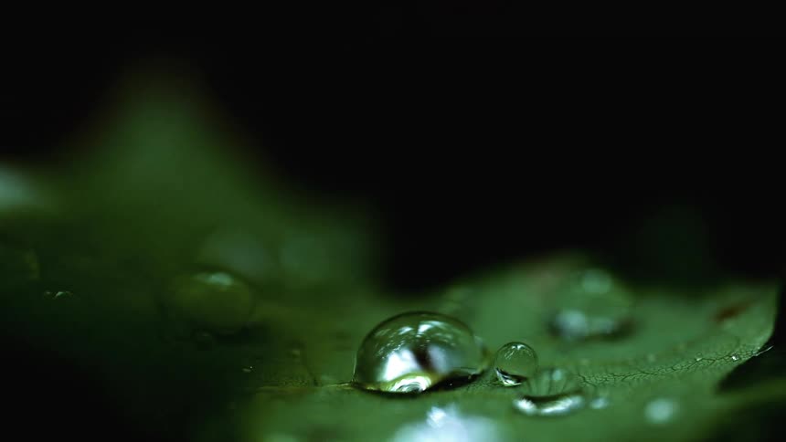 Light shines on water droplets as rain falls on the leaves of a plant
