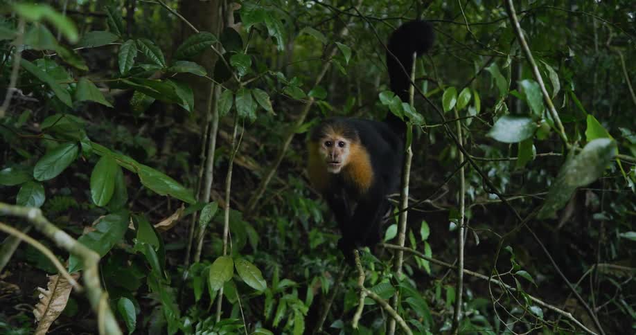Red and black furred monkey stands on narrow branch in tree