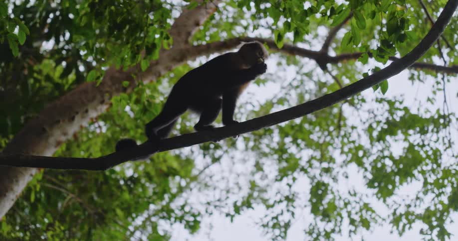 A small monkey climbs along a thin tree branch while holding food in its paw
